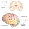 Régions du cortex cérébral